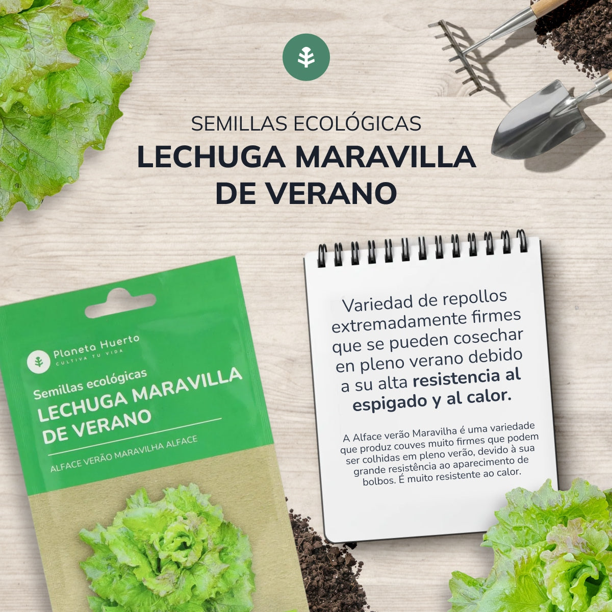 Sementes de alface Summer Wonder biológicas Planeta Huerto