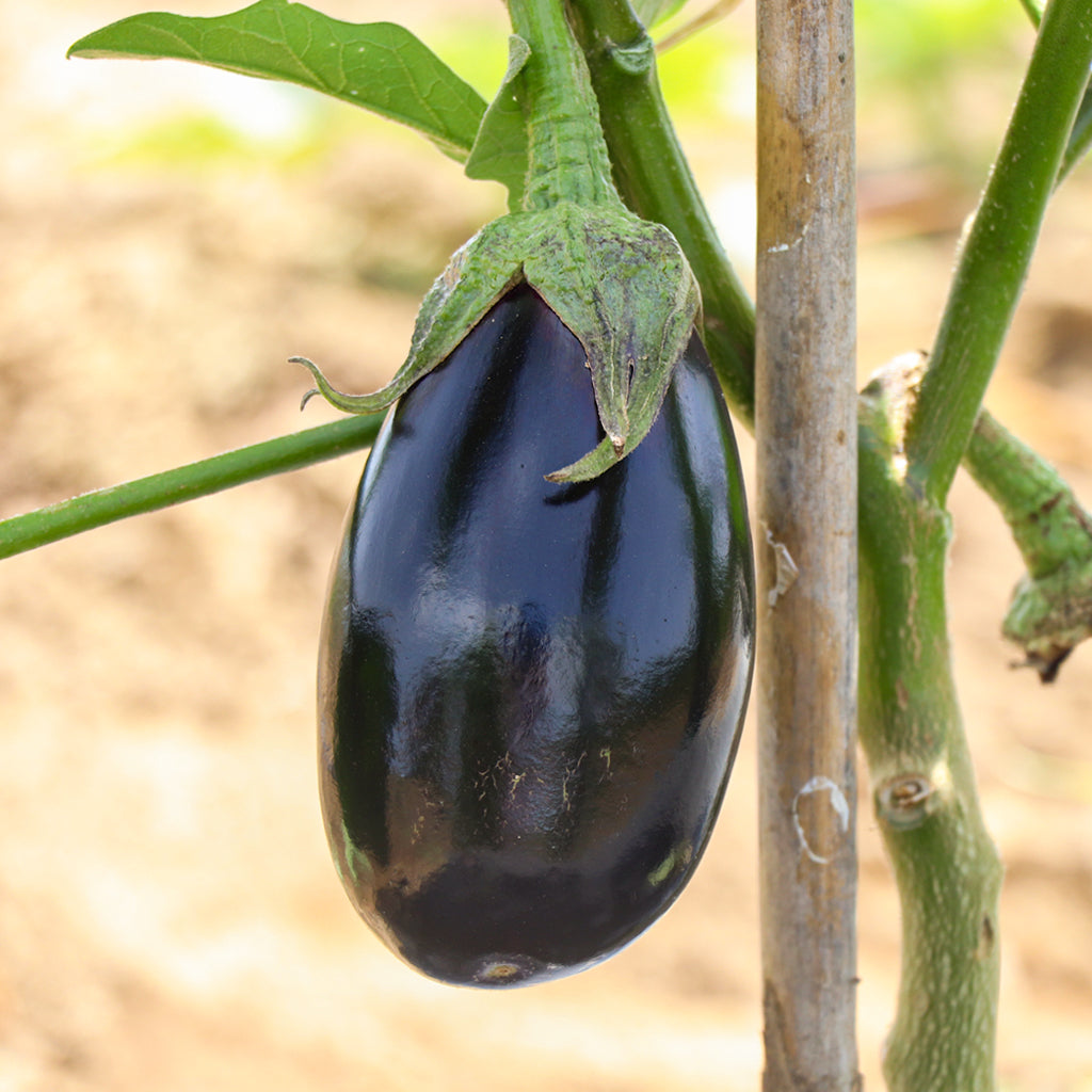 Plantón Berenjena Semilarga Negra 6 Unidades - Plantabo_1