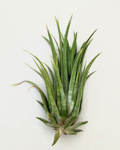 Tillandsia Ionantha Var. Rubra [m]; Planta Del Aire; Curiosarium; Altura 7-10 Cm_5
