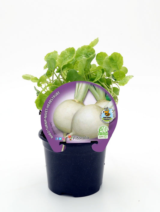 Plantón Nabo En Maceta 10,5 Cm. - Fitoralia_0