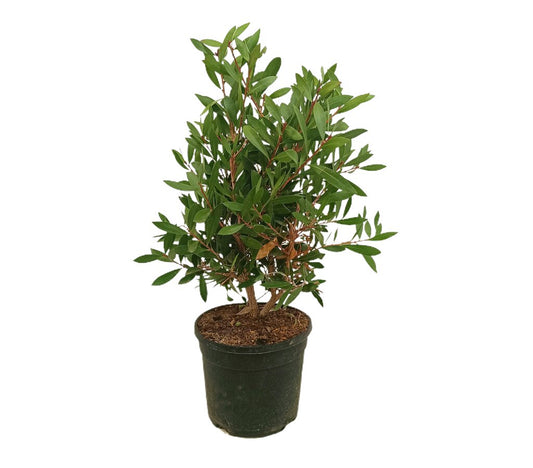 Callistemon Citrinus Splendens M19 60cm_0