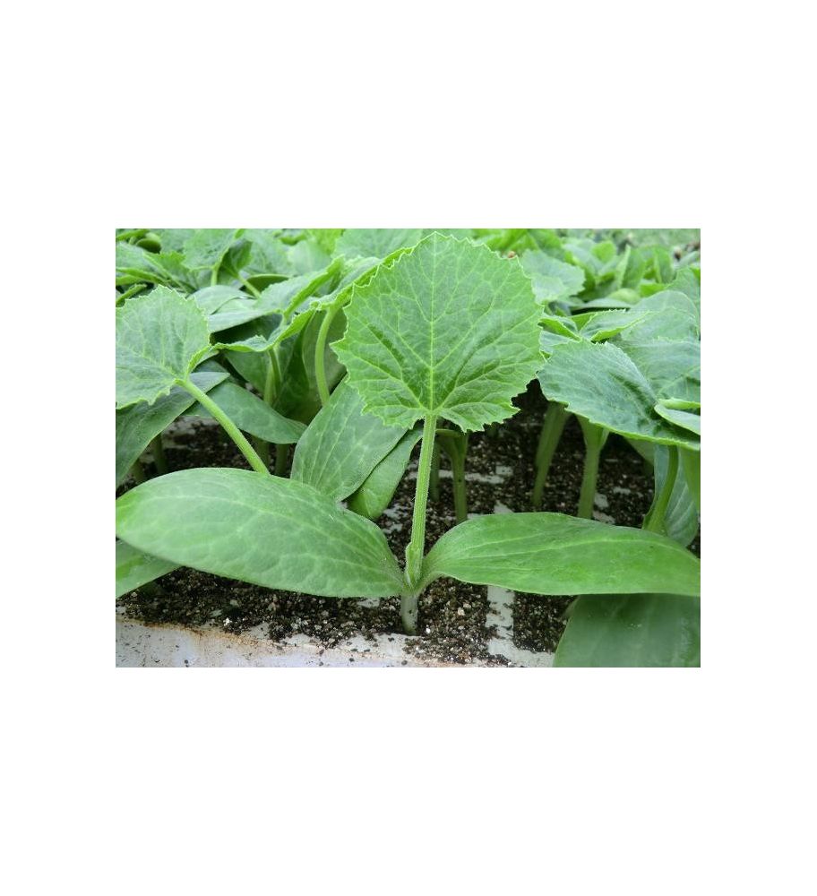 Plantón Calabacín Blanco (10 Unidades)_1