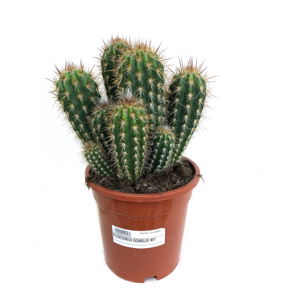 Pilosocereus Gounellei M17 35cm_0