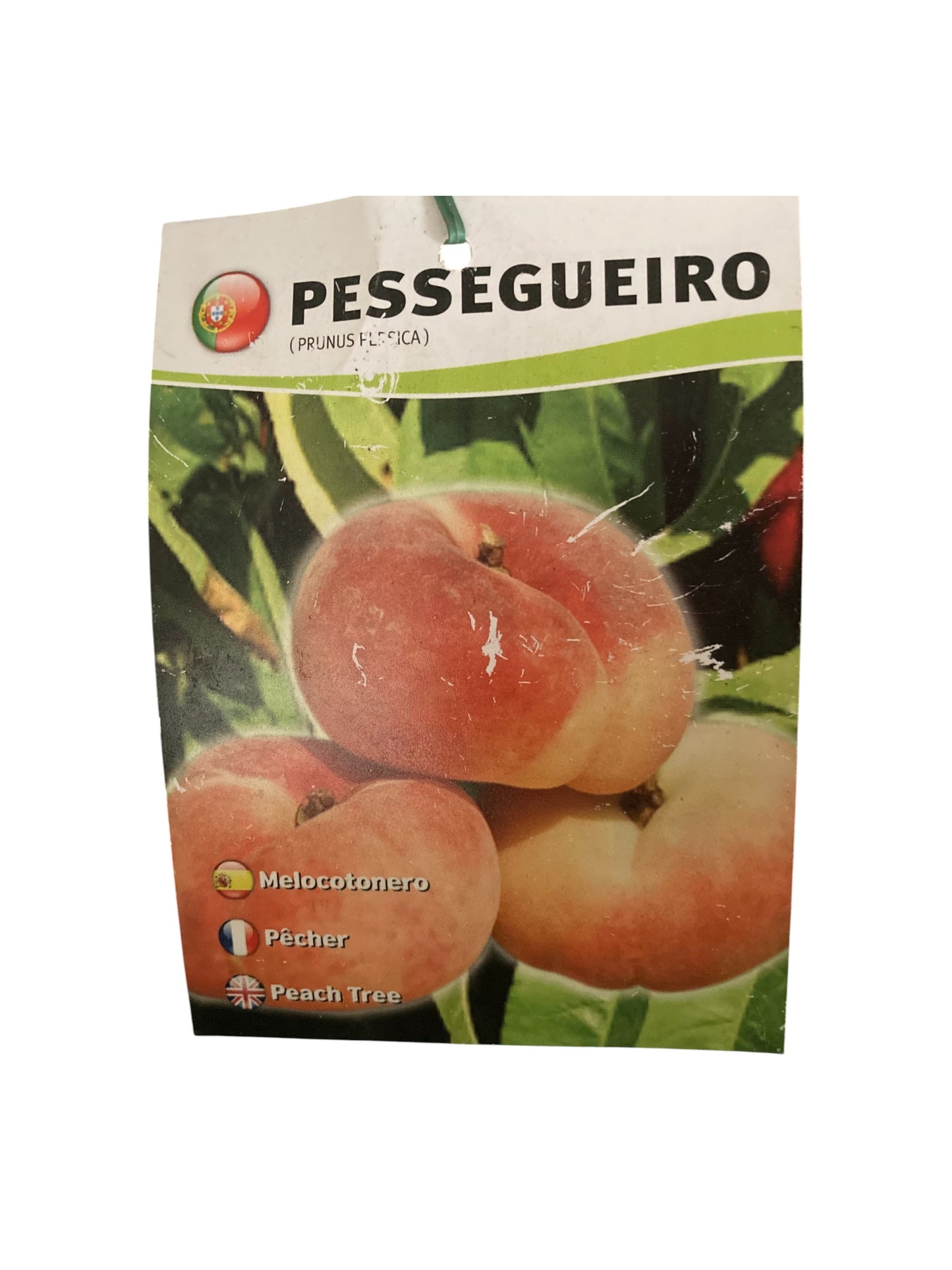 Frutal Paraguayo Cepellón 140cm_1