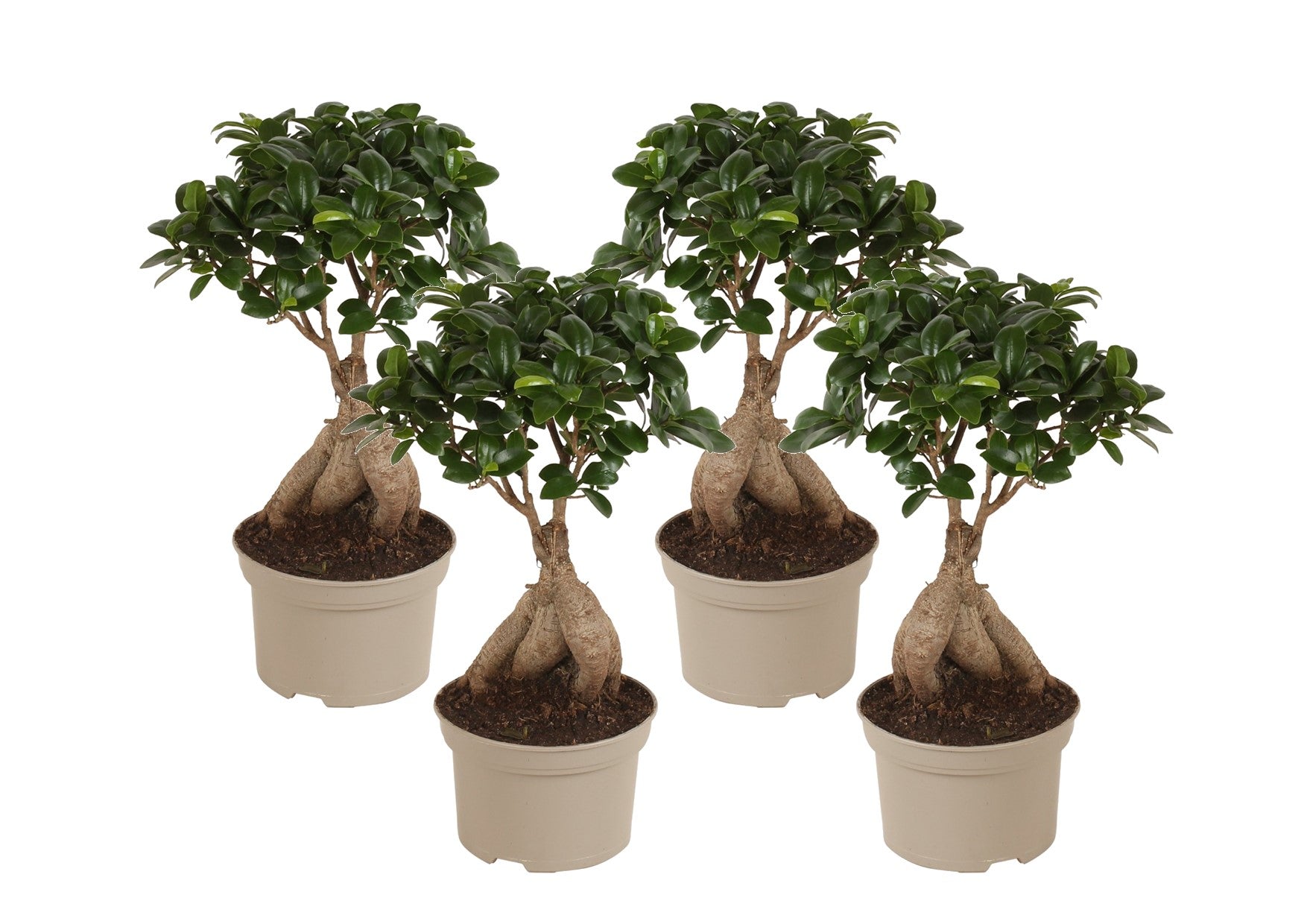 Laurel De Indias - 4 Pzs - Ficus Microcarpa - Altura 35-40cm - ⌀15cm_0