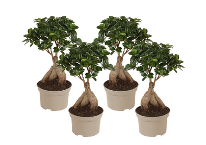 Laurel De Indias - 4 Pzs - Ficus Microcarpa - Altura 35-40cm - ⌀15cm_0