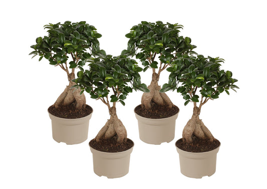 Laurel De Indias - 4 Pzs - Ficus Microcarpa - Altura 35-40cm - ⌀15cm_0