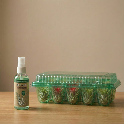 Tillandsia - 20 Unidades - Plantas De Aire - Con Spray_3