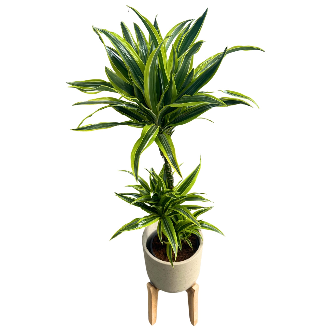 Dracena Lemon Lime Planta De Interior (dracaena Fragrans 'lemon Lime') 3 Troncos_0