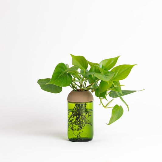 Macetero Transparente Citysens Con Planta Y Soporte De Pino – Verde, Vidrio Reutilizado Y Biofilamento De Madera 3d_0