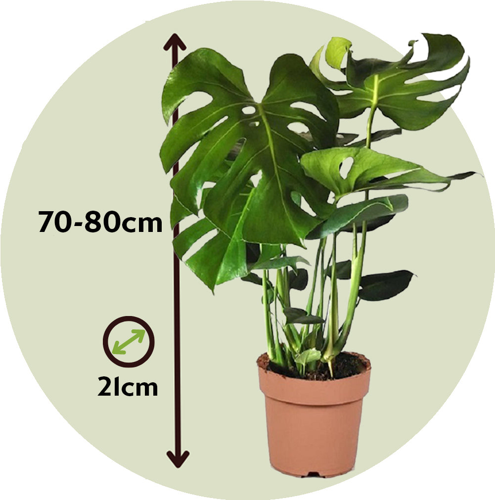 Costilla De Adán - 2 Pzs - Monstera Deliciosa - Altura 70-80cm - ⌀21cm_2