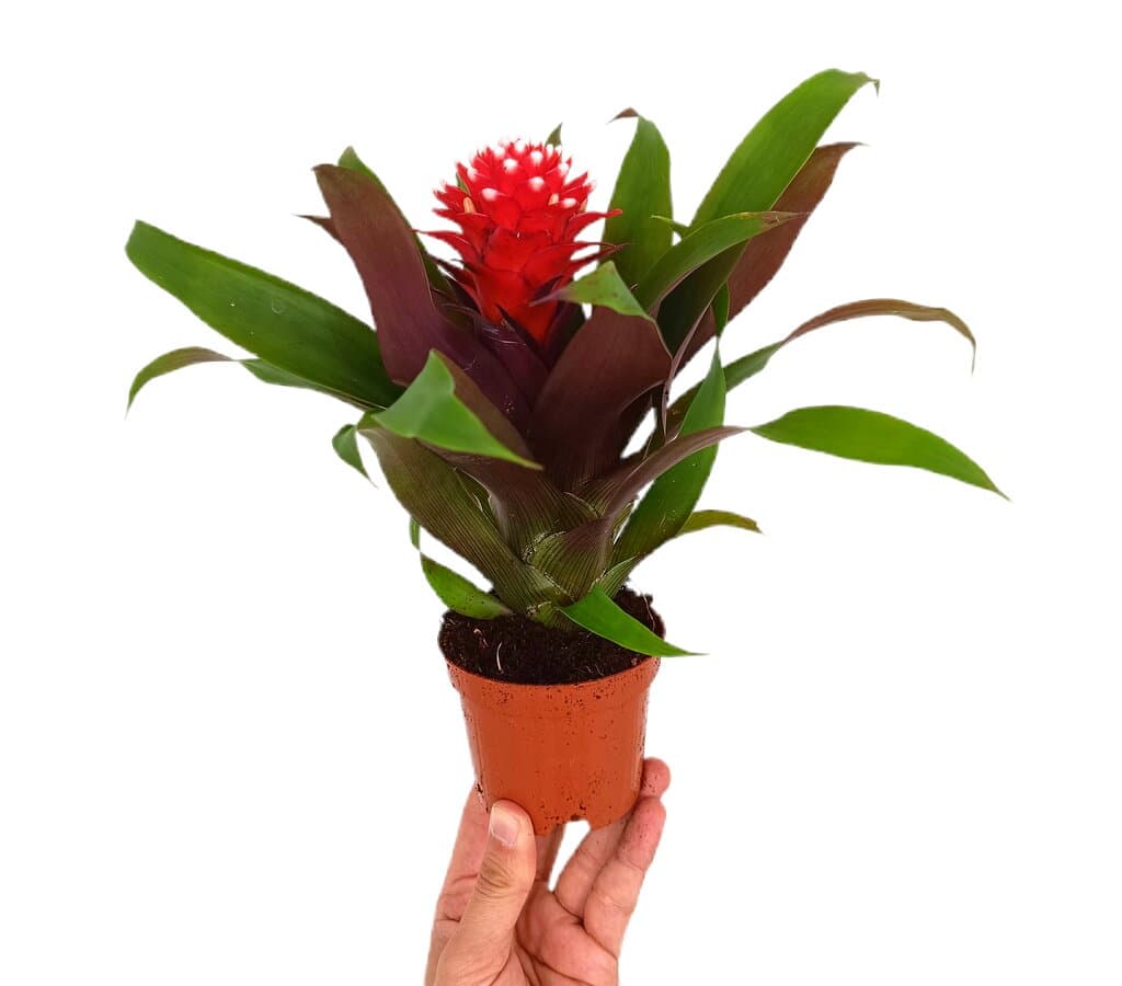 Guzmania Priscila M9_0