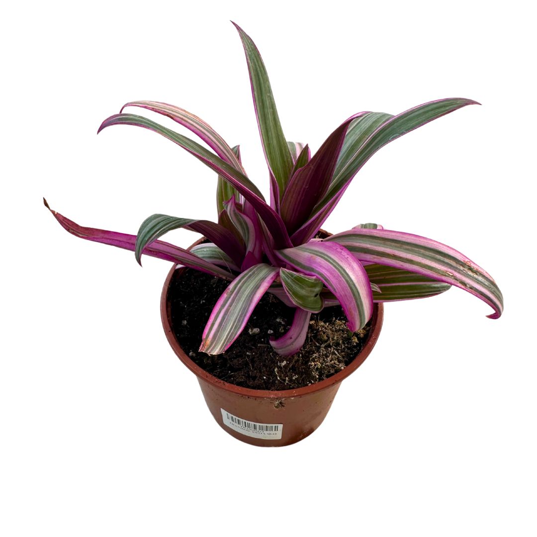 Tradescantia Nanouk Hoja Grande_0