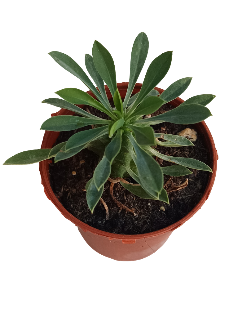Euphorbia Sotetsu Kirin Planta Suculenta 5 Cm_0