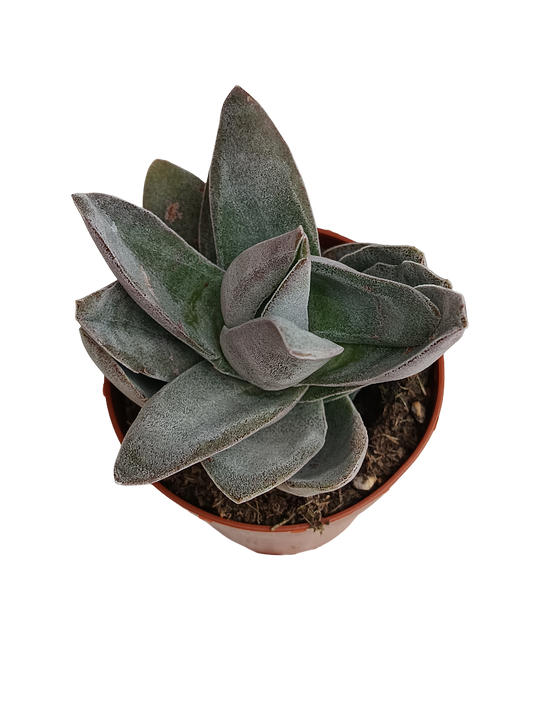 Crassula Garnet Lotus Planta Suculenta Ø8_0