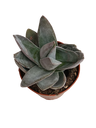 Planta Suculenta Crassula Garnet Lótus Ø8
