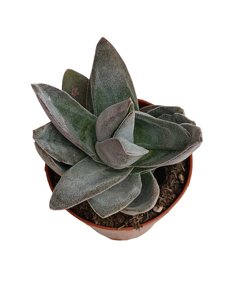 Crassula Garnet Lotus Planta Suculenta Ø8_0