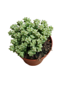 Crassula Tomb Thumb Pendurado Planta Suculenta Ø8
