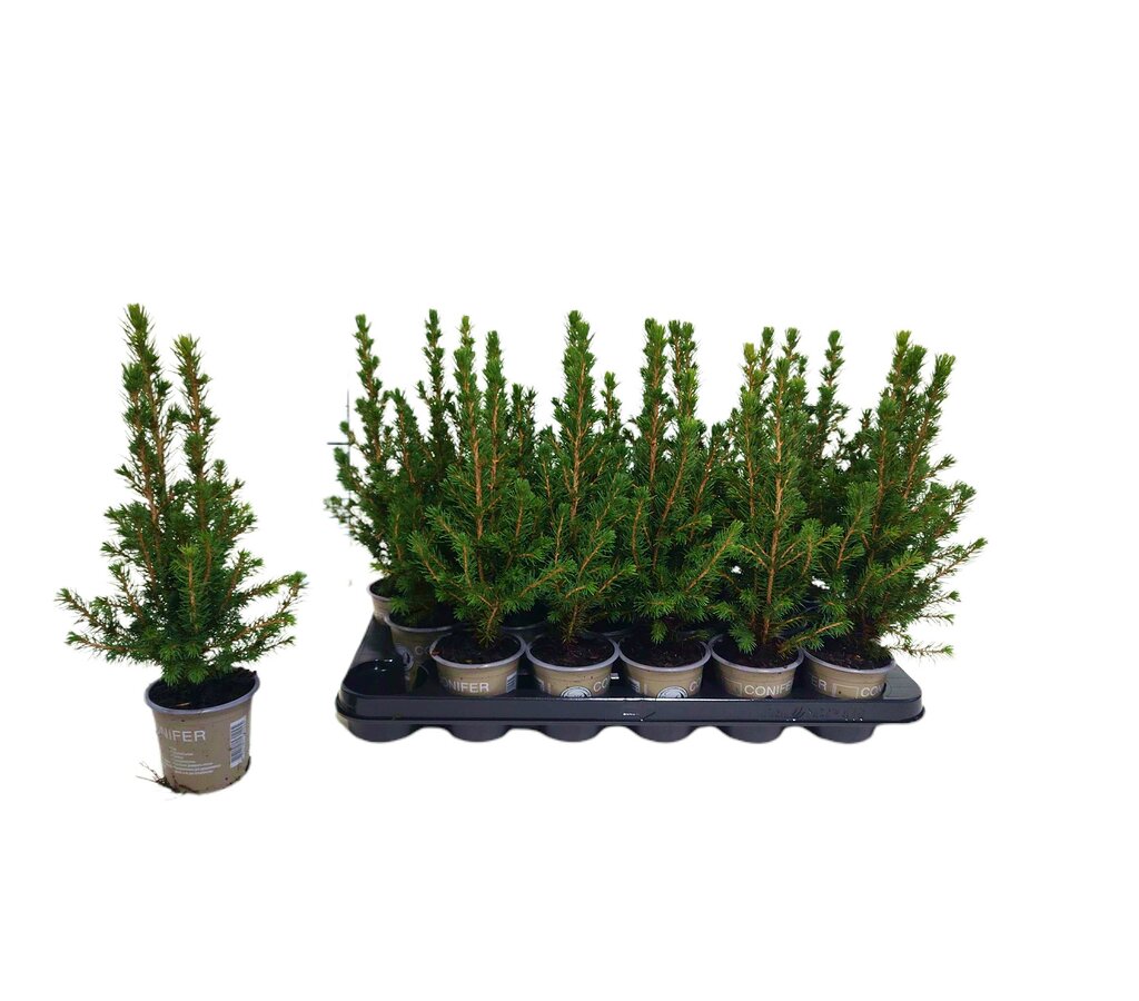 Picea Glauca Cónica M9 25cm_1