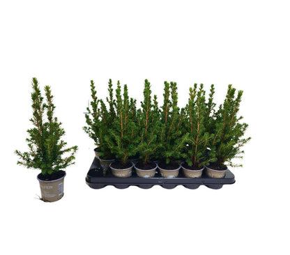 Picea Glauca Cónica M9 25cm_1