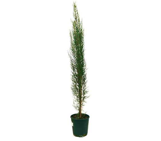 Cupressus Sempervirens M30 180-200cm_0