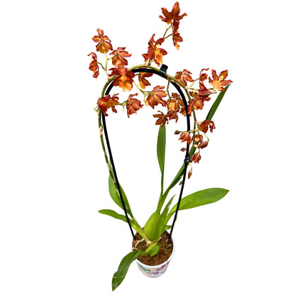 Orquídea Cambria Arco La Versión Más Exótica De Esta Preciosa Flor_0