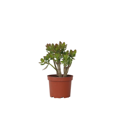 Árbol De Jade - Crassula Ovata 'minor' - Altura 30-35cm - ⌀17cm_0