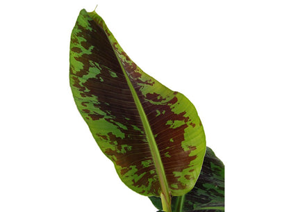 Musa Platanera Canaria M21 40cm (dwarf Cavendisch)_1