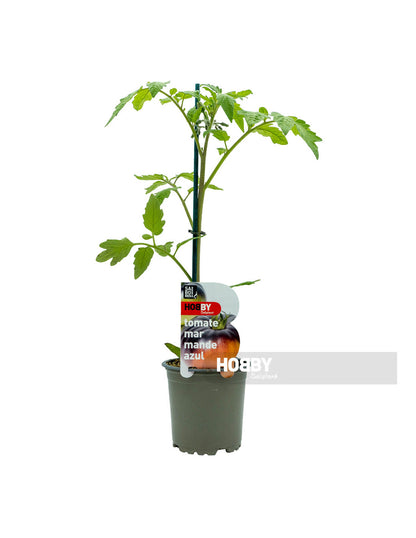 Tomate Marmande Azul M11(solanum Lycopersicum)_1