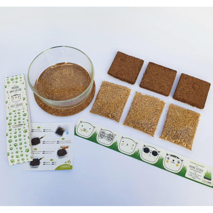 Conjunto para cultivo de relva para gatos