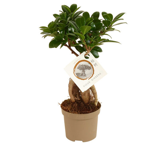 Bonsai Ficus Microcarpa Ginseng M9 30cm_0