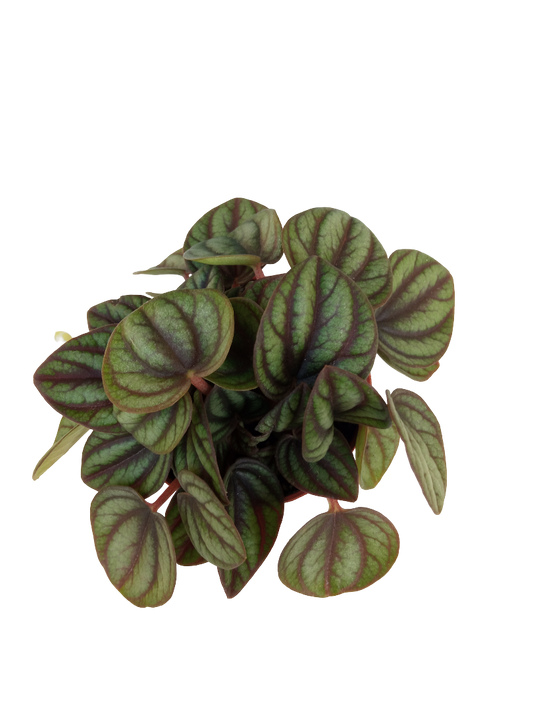 Peperomia Albovitatta Planta De Interior Mini Ø5_0