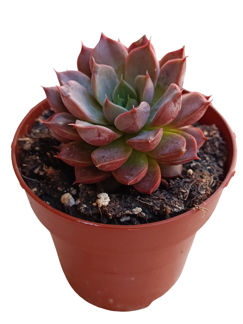 Echeveria Mina Ø8 Planta Suculenta Con Color_0