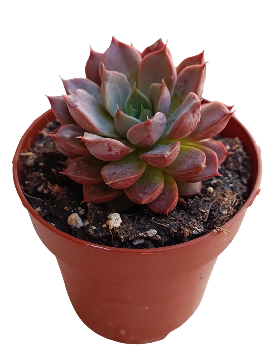 Echeveria Mina Ø8 Planta Suculenta Con Color_0