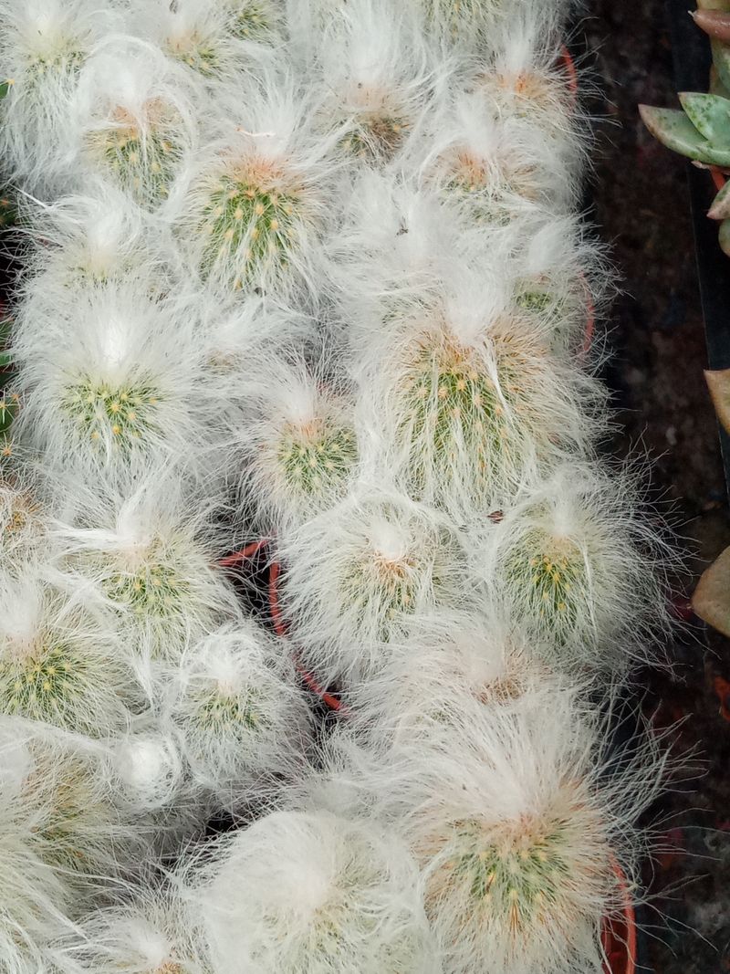 Planta Cactus Espostoa Lanata Ø5 Cm_0