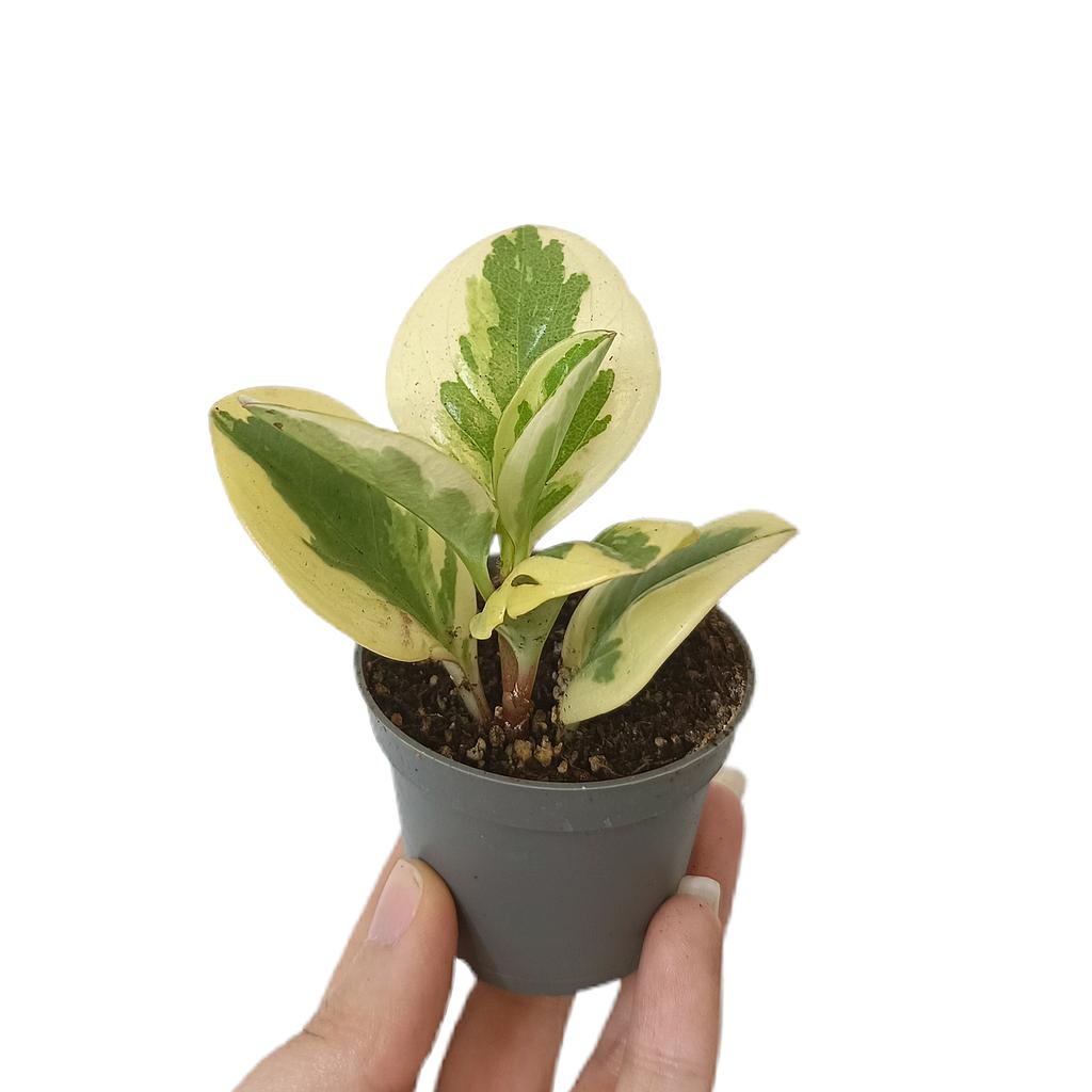 Peperomia Obtusifolia M6_0