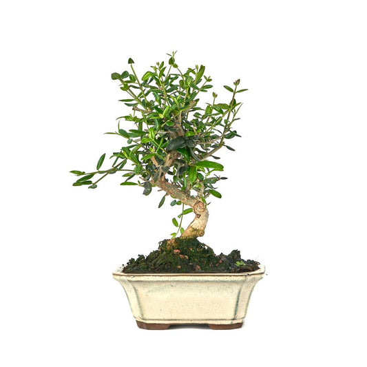 Bonsai Olea europaea sylvestris 7 anos - ACEBUCHE
