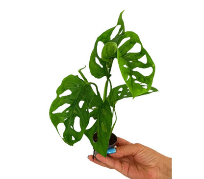 Monstera Adansonii M6_0