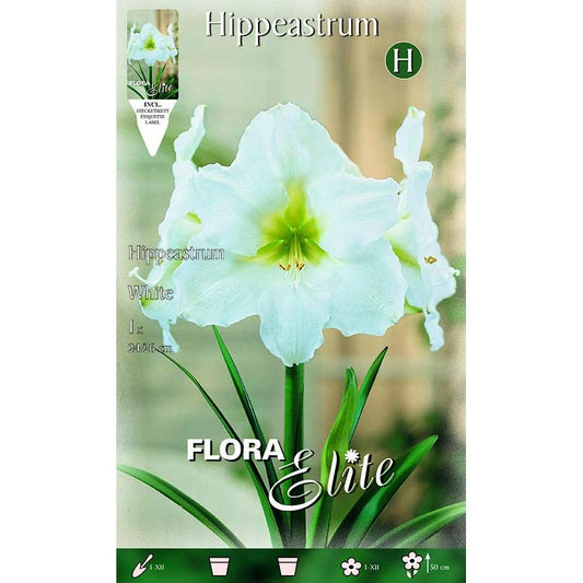 Bolbo de Amarílis Branco 1 unidade