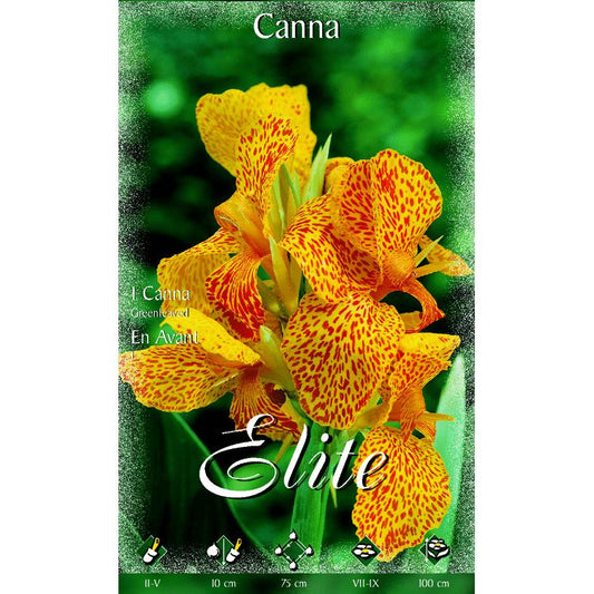Bolbo Canna narnaja folha verde 1 unidade