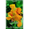 Bolbo Canna narnaja folha verde 1 unidade