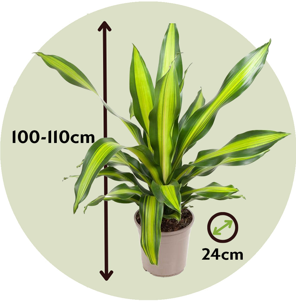 Drácena - Dracaena Fragrans 'charley' - Altura 100-110cm - ⌀24cm_2