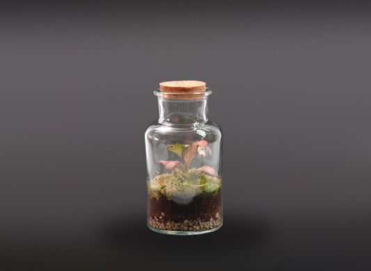 Nanogarden Terrario Bottle Fit Min 13x7cm_0
