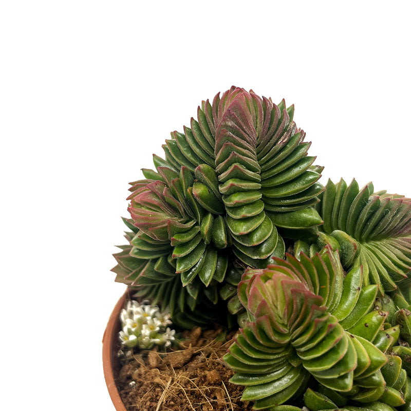 Crassula Starburst Cactus Y Suculentas M8,5 cm Ø_2