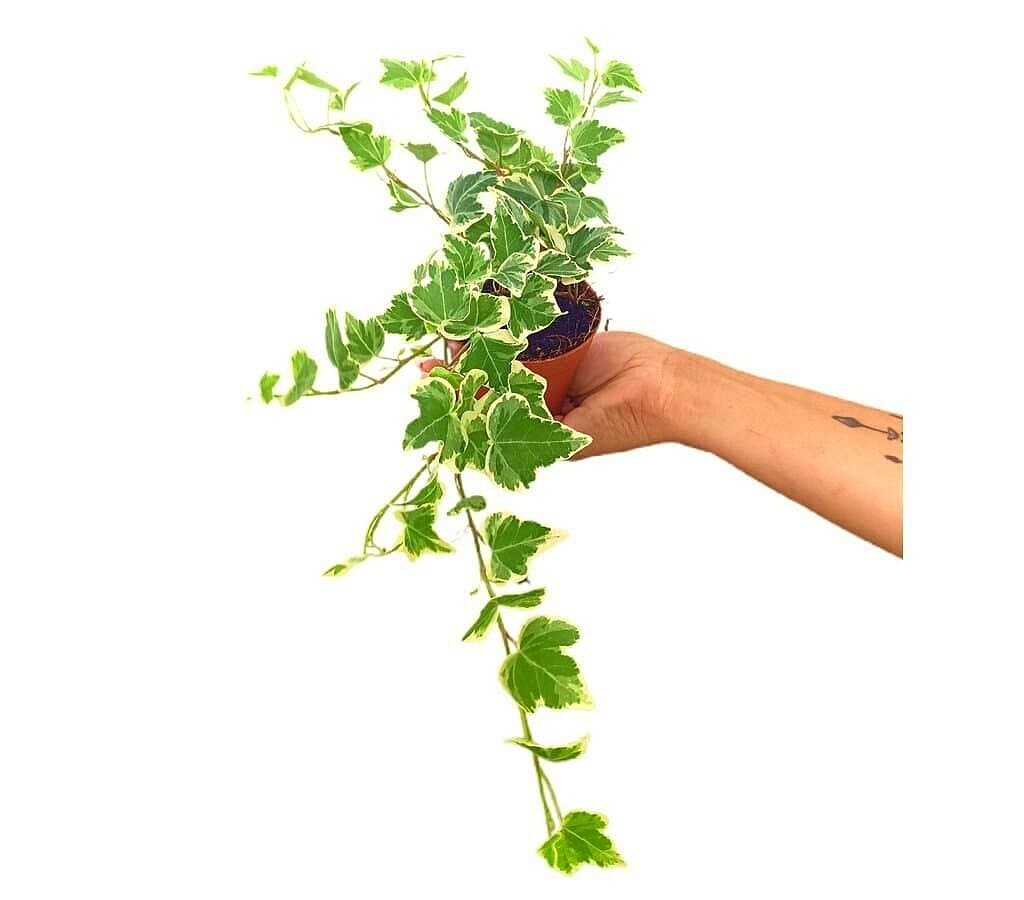 Hedera Helix White Wonder M9_0