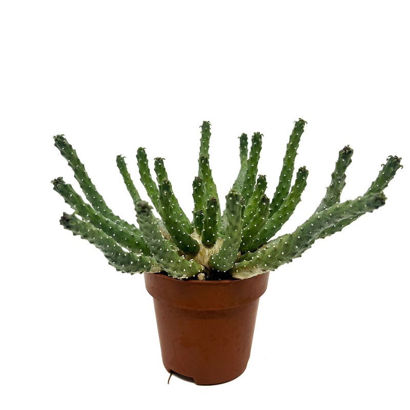 Euphorbia Inermis Cactus Y Suculentas M8,5 cm Ø_0