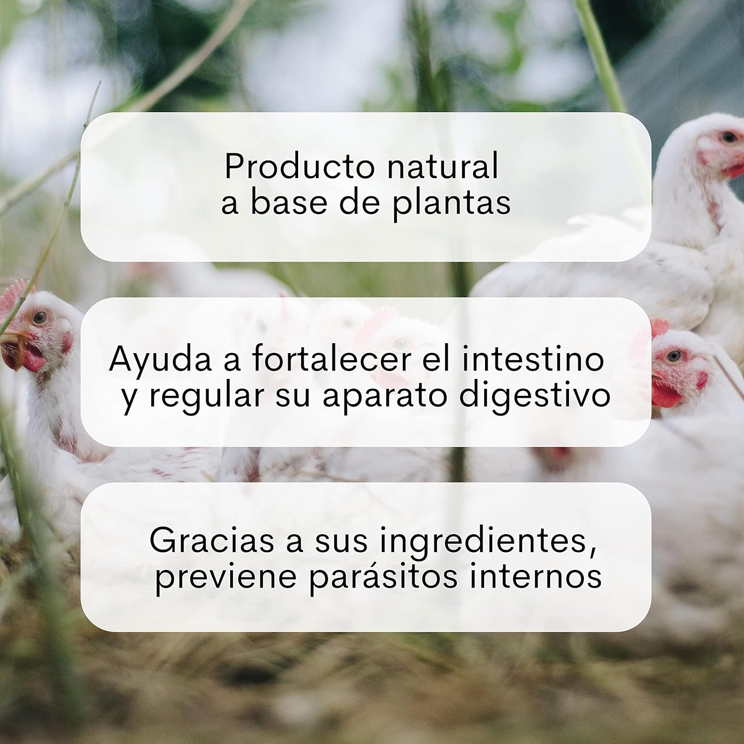 Digestivplus - Alimento Gallinas - Salud Intestinal Para Tus Aves (750 G)_2