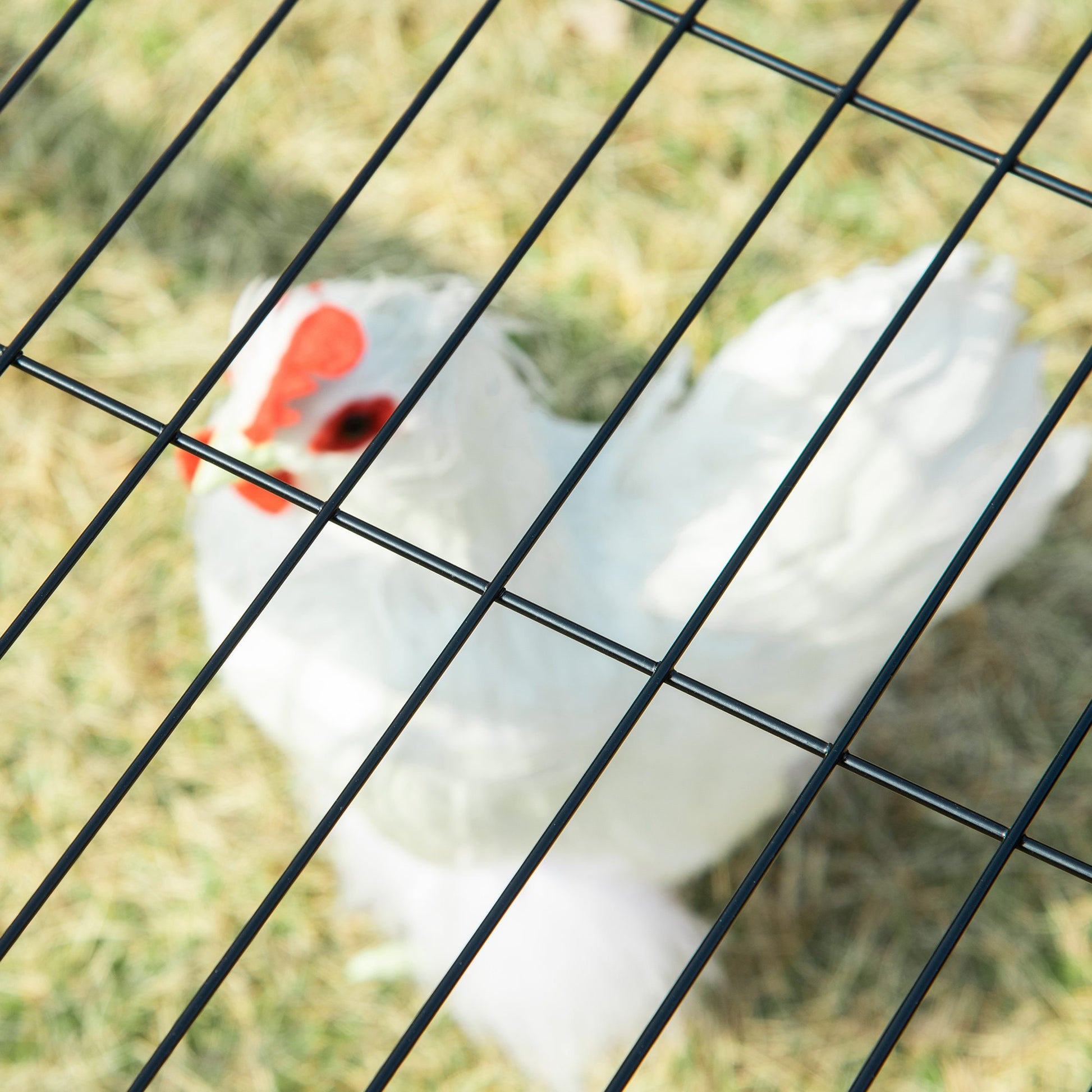Pawhut Gallinero Para Exterior Para Gallinas Acero Con Toldo 201,5x156x120 Cm_3