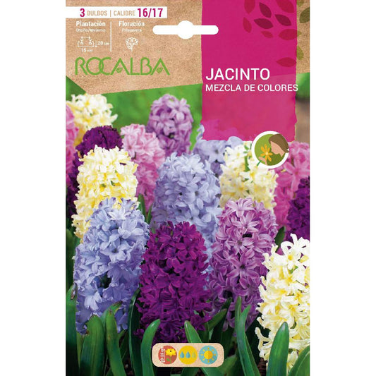 Mistura de bolbos de jacinto 3 unidades Rocalba