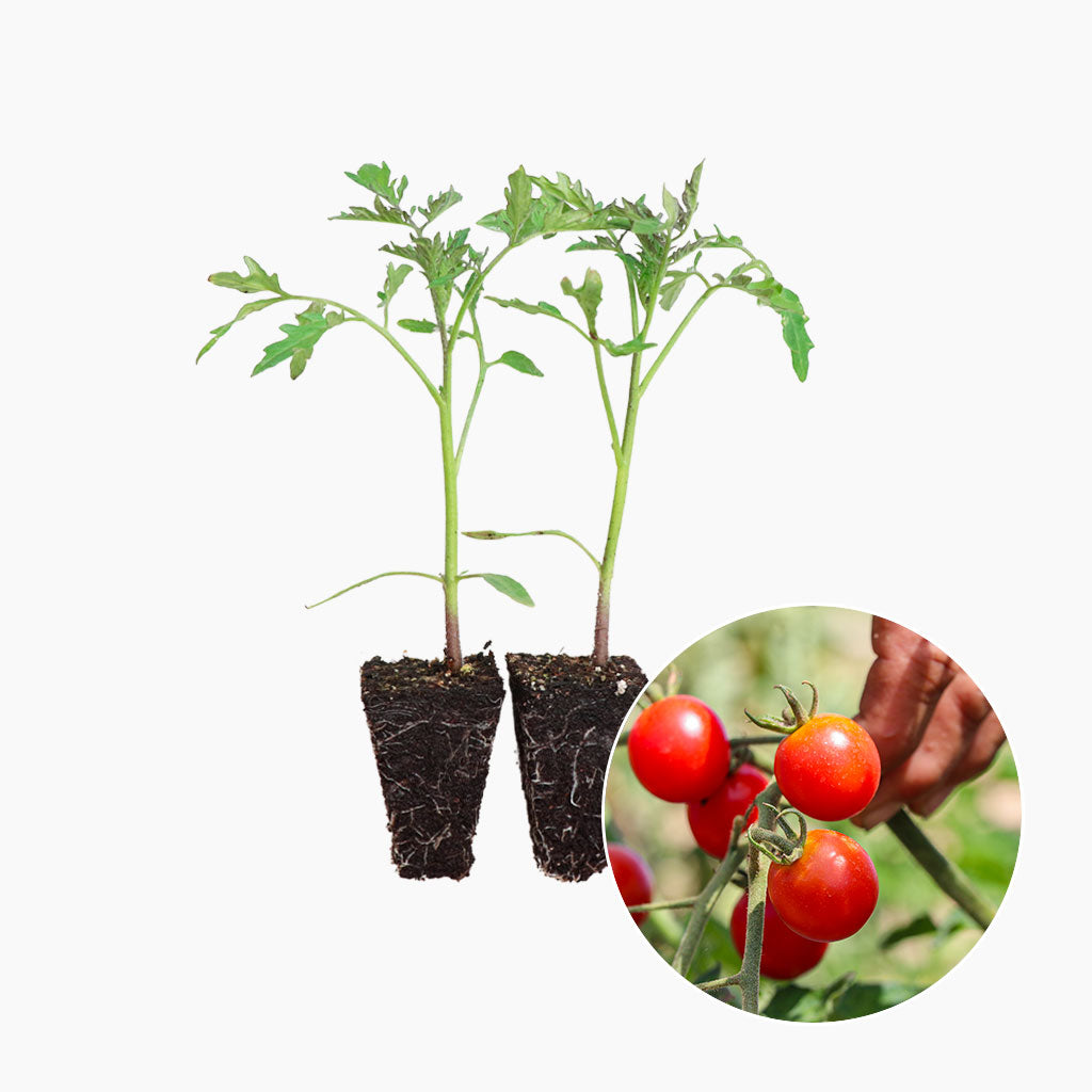 Plantón Tomate Cherry Redondo Rojo 2 Unidades - PlantaBo_0